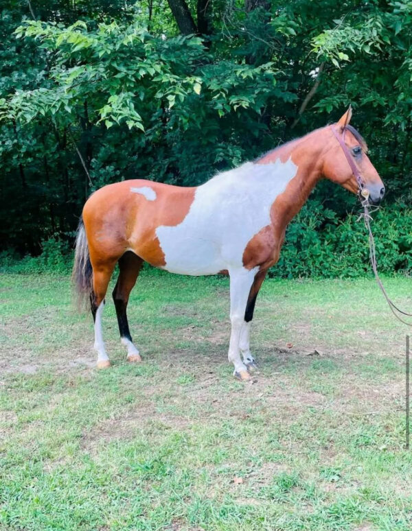 Calypso - Image 7
