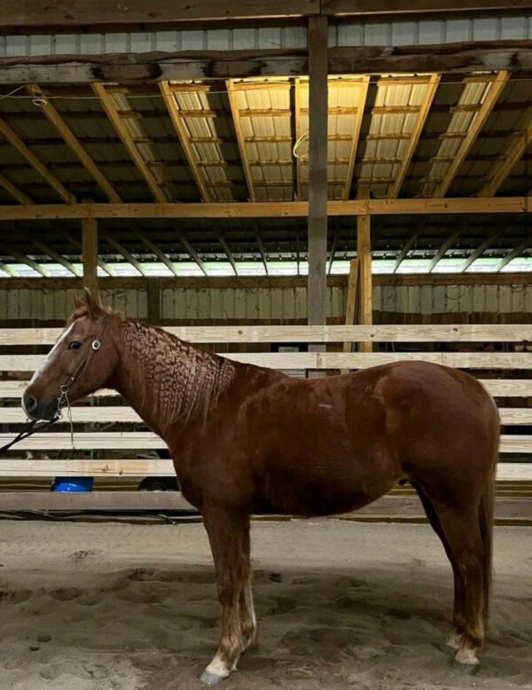 Amigo
